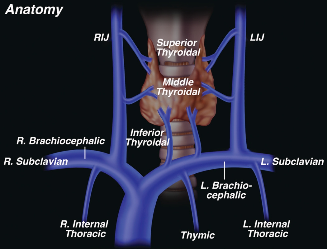 Parathyroid venous anatomy
