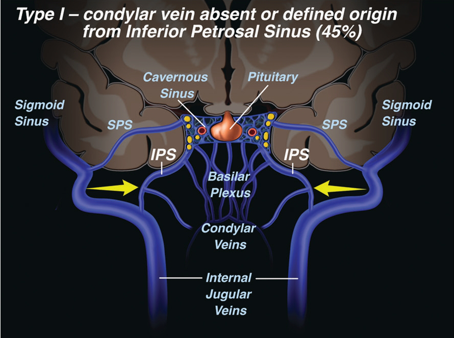 Petrosal venous anatomy